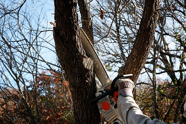 Seasonal Cleanup (Spring/Fall) in Rock Creek, MN